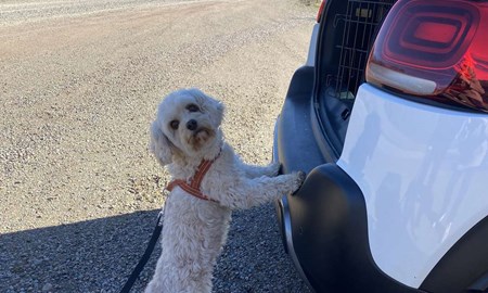 H�r f�r hundarna sitt eget �ventyr � varje dag 