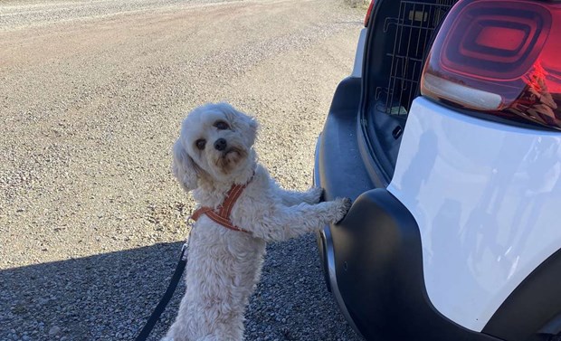 H�r f�r hundarna sitt eget �ventyr � varje dag 