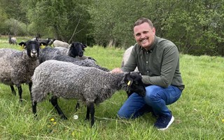 Fåren är stadens nya trädgårdsteam